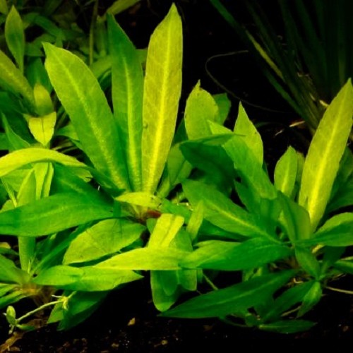 Echinodorus magdalenensis pot